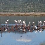 Bodrum Tuzla Bird Sanctuary